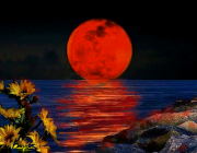 luna rossa e girasoli.png